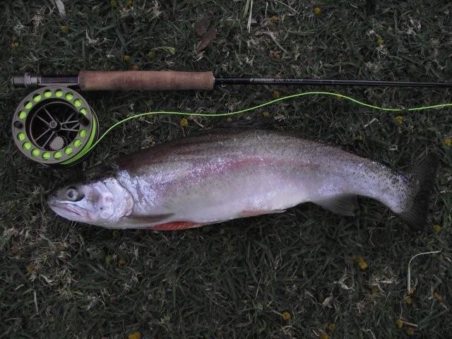 Bruce Stevens 15 Oct 2011,First fish 2Kg on a SAGE ONE at DFFA Members Dam Jansens